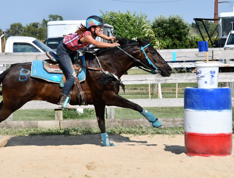 Open horse shows